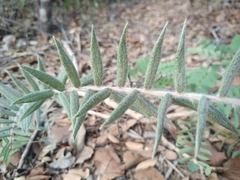 Myrcia