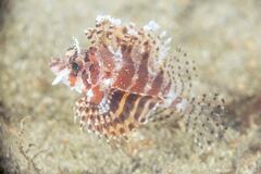 Dendrochirus brachypterus