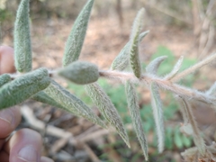 Myrcia