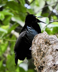 Ptiloris victoriae