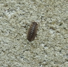 Armadillidium versicolor