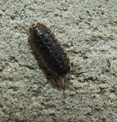 Armadillidium versicolor