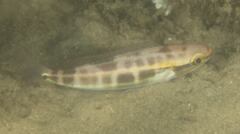 Pentapodus paradiseus