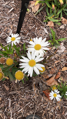Leucanthemum maximum