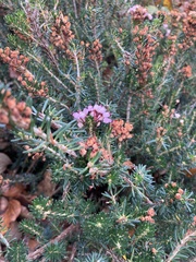 Erica vagans