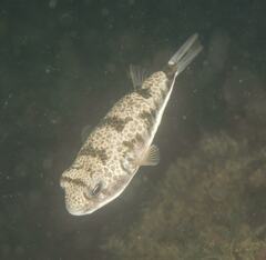 Tetractenos glaber