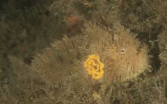 Antennarius striatus