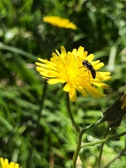 Platycheirus trichopus