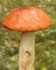 Leccinum