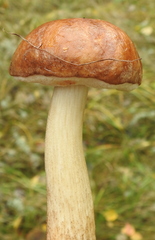 Leccinum