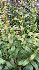 Physostegia virginiana