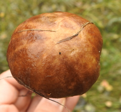 Leccinum