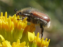 Phyllopertha horticola