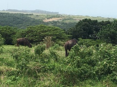 Connochaetes taurinus taurinus