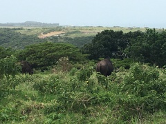 Connochaetes taurinus taurinus