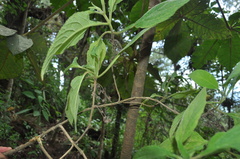 Lippia myriocephala