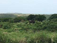 Connochaetes taurinus taurinus