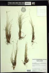 Carex myosuroides