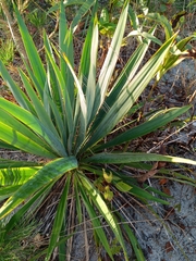 Yucca filamentosa