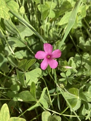 Oxalis articulata