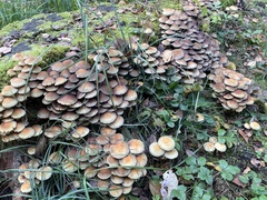 Hypholoma