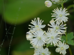 Thalictrum dalzellii