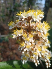 Miconia fallax