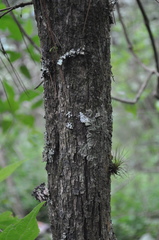 Lippia myriocephala