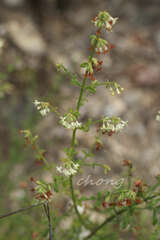 Trailliaedoxa gracilis