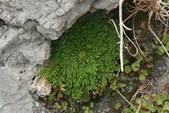 Selaginella