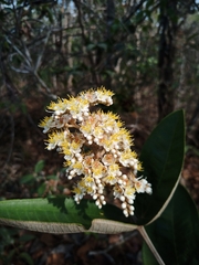 Miconia fallax