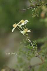 Clematis delavayi