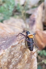 Lluciapomaresius stalii