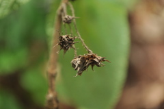 Lippia myriocephala