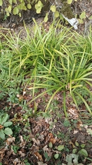 Carex pendula