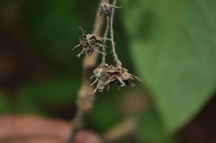 Lippia myriocephala