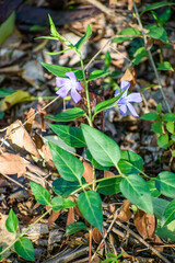 Vinca difformis