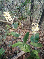 Miconia fallax