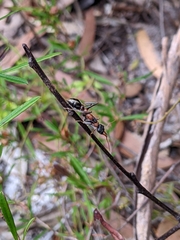 Myrmecia nigrocincta