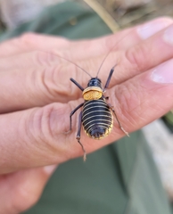 Lluciapomaresius stalii