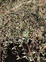 Rhamnaceae