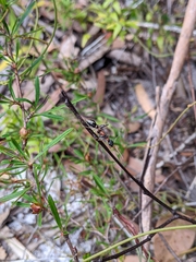 Myrmecia nigrocincta