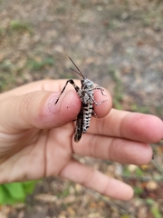 Psinidia fenestralis
