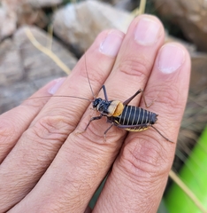 Lluciapomaresius stalii