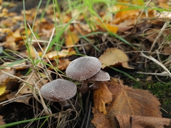 Cortinarius hemitrichus