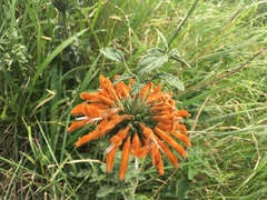Leonotis