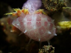 Testudovolva ericae
