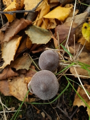 Cortinarius hemitrichus