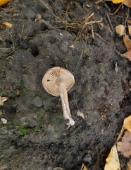 Cortinarius hemitrichus