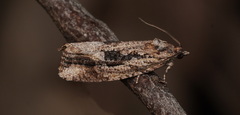 Thrincophora